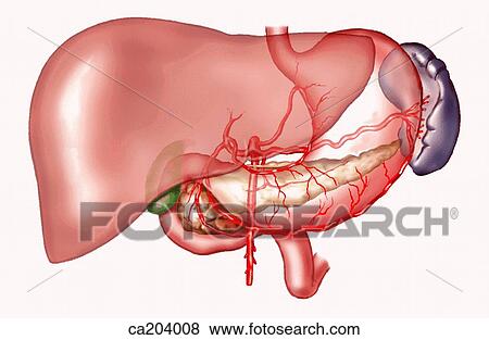 Stock Illustration - Celiac trunk and its branches showing superior mesenteric artery. Fotosearch