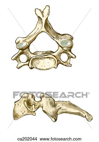Cervical vertebra View Large Illustration Stock Illustration - Cervical vertebra. Fotosearch