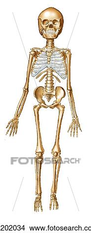 Stock Illustration - Child skeleton. Fotosearch