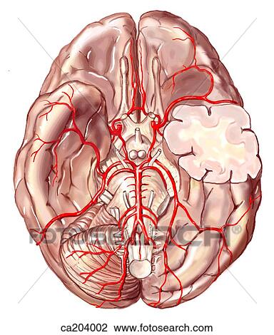 Drawing - Circulus arteriosus and branches of distribution of internal carotid, basilar, and vertebral arteries. Fotosearch