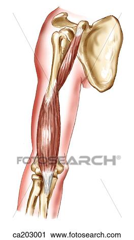 Clip Art - Coracobrachial and brachial muscles. Fotosearch