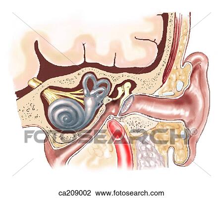 Drawing - Coronal section showing relation of auricle to external, middle, and inner ear. Fotosearch