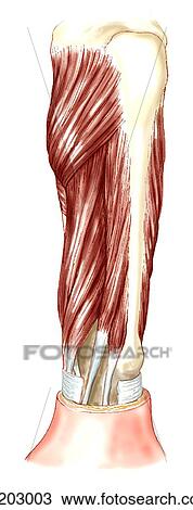 Deep extensor muscles of forearm View Large Illustration Drawing - Deep extensor muscles of forearm. Fotosearch