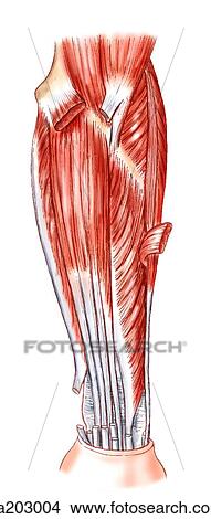 Deep flexor muscles of forearm View Large Illustration Stock Illustration - Deep flexor muscles of forearm. Fotosearch