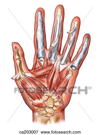 Deep muscles of hand View Large Illustration Stock Illustration - Deep muscles of hand. Fotosearch