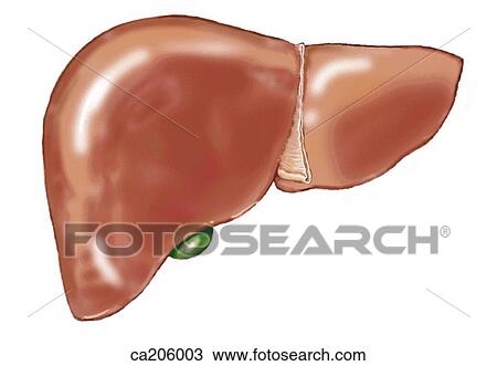 Drawing - Diaphragmatic surface of liver and peritoneal reflections (ligaments). Fotosearch