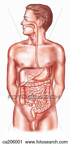 Digestive tract View Large Illustration Clip Art - Digestive tract. Fotosearch