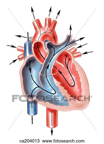 Direction of blood flow through heart and great vessels View Large Illustration Drawing - Direction of blood flow through heart and great vessels. Fotosearch