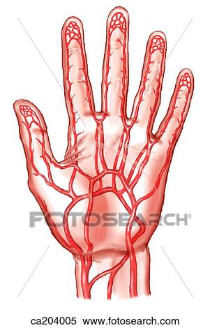 Stock Illustration - Distribution of arteries in palm of hand. Fotosearch