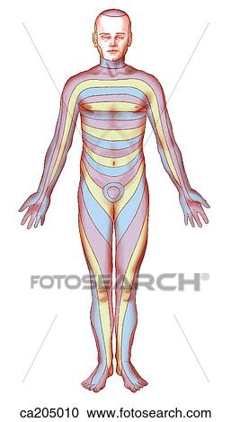 Clipart - Distribution of cutaneous nerves. Fotosearch