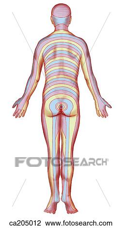 Drawing - Distribution of cutaneous nerves. Fotosearch