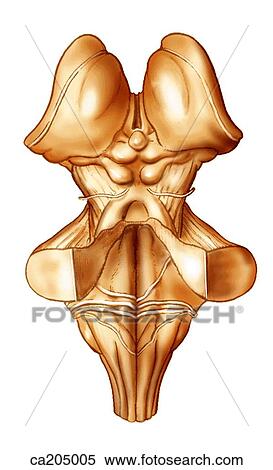 Stock Illustration - Dorsal view of brainstem. Fotosearch