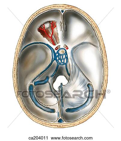 Dura mater and sinuses at base of cranial cavity View Large Illustration Clip Art - Dura mater and sinuses at base of cranial cavity. Fotosearch