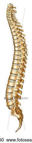 Entire vertebral column View Large Illustration Clipart - Entire vertebral column. Fotosearch