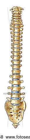 Entire vertebral column View Large Illustration Stock Illustration - Entire vertebral column. Fotosearch