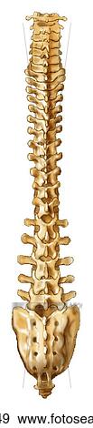 Entire vertebral column View Large Illustration Stock Illustration - Entire vertebral column. Fotosearch