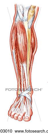 Clipart - Extensor muscles of leg. Fotosearch