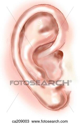 External ear View Large Illustration Drawing - External ear. Fotosearch