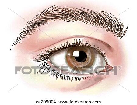 External eye View Large Illustration Stock Illustration - External eye. Fotosearch