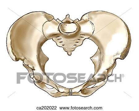 Female pelvis View Large Illustration Drawing - Female pelvis. Fotosearch