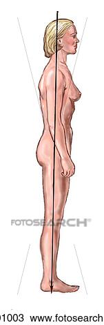 Drawing - Female surface anatomy. Fotosearch