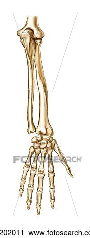 Forearm, wrist joint, and hand, showing carpal bones View Large Illustration Clip Art - Forearm, wrist joint, and hand, showing carpal bones. Fotosearch