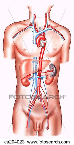 Great vessels and vessels of posterior abdominal wall View Large Illustration Drawing - Great vessels and vessels of posterior abdominal wall. Fotosearch
