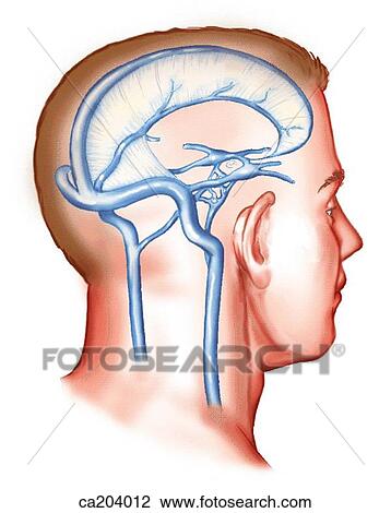 Drawing - Head showing position of falx cerebri, tentorium cerebelli, and cranial venous sinuses. Fotosearch