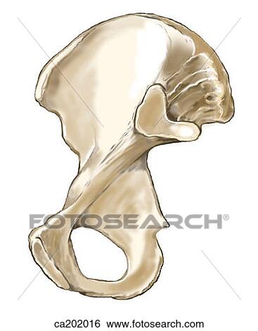 Hip bone View Large Illustration Stock Illustration - Hip bone. Fotosearch