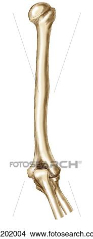 Humerus, en, elleboog, joint Stock Illustraties | ca202004 | Fotosearch