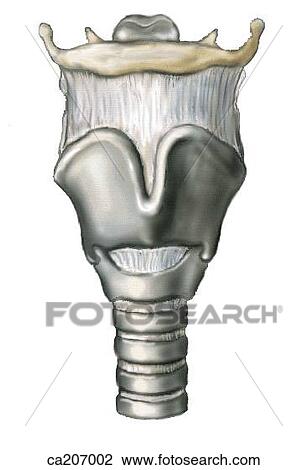 Hyoid bone, larynx and upper portion of trachea View Large Illustration Drawing - Hyoid bone, larynx and upper portion of trachea. Fotosearch