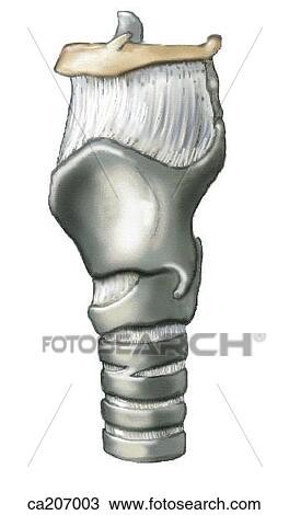 Drawing - Hyoid bone, larynx and upper portion of trachea. Fotosearch