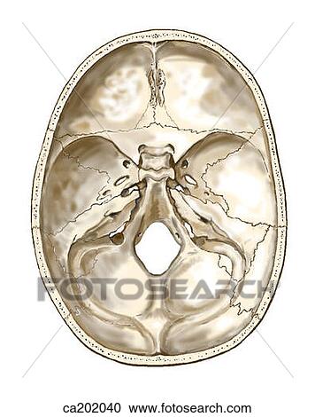 Interior Base Of Skull Clipart Ca202040 Fotosearch