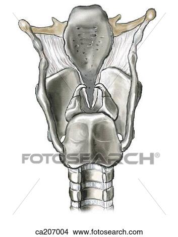 Stock Illustration - Interior of front of larynx. Fotosearch