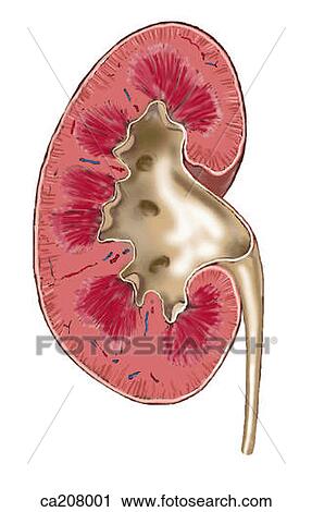Kidney, coronal section View Large Illustration Clip Art - Kidney, coronal section. Fotosearch