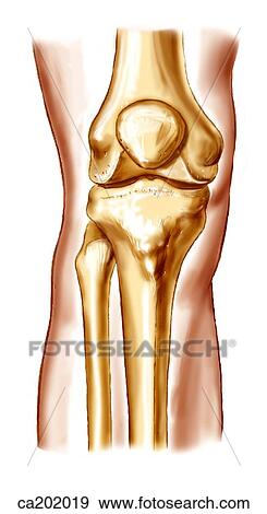 Knee joint showing the patella, femur, fibula, and tibia View Large Illustration Stock Illustration - Knee joint showing the patella, femur, fibula, and tibia. Fotosearch