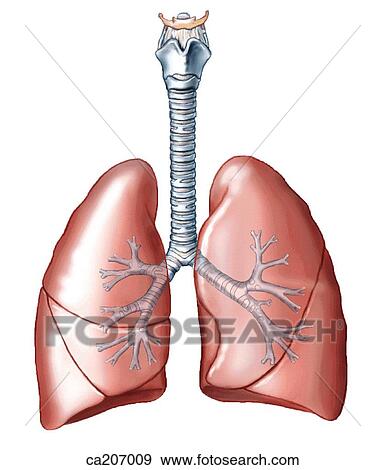 Stock Illustration - Larynx, trachea, bronchi, and lungs. Fotosearch