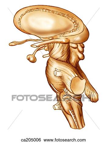 Stock Illustration - Lateral view of brainstem. Fotosearch