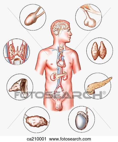 Clip Art - Location of glands of endocrine system. Fotosearch