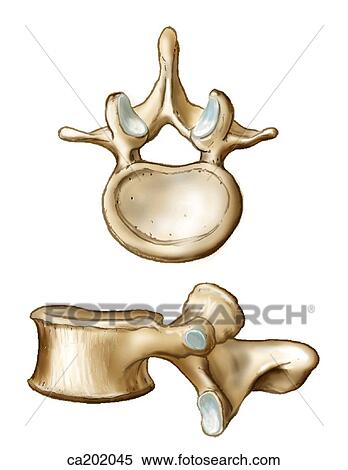 Stock Illustration - Lumbar vertebra. Fotosearch