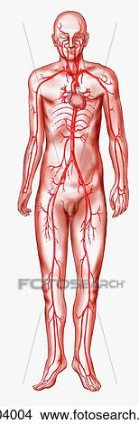Major arteries of body View Large Illustration Stock Illustration - Major arteries of body. Fotosearch