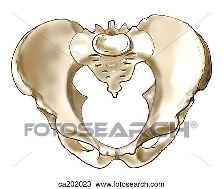 Male pelvis View Large Illustration Drawing - Male pelvis. Fotosearch