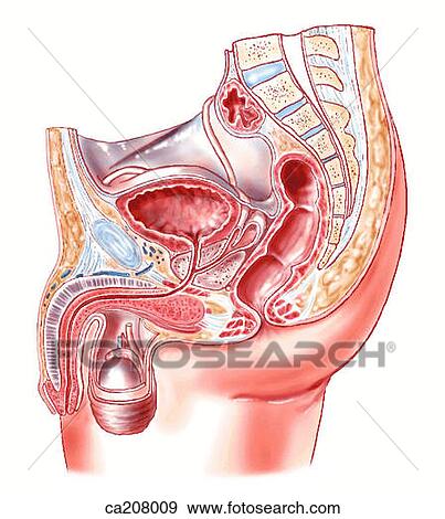 Stock Illustration - Male pelvis. Fotosearch