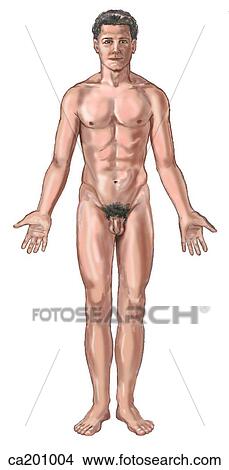 Male surface anatomy View Large Illustration Stock Illustration - Male surface anatomy. Fotosearch