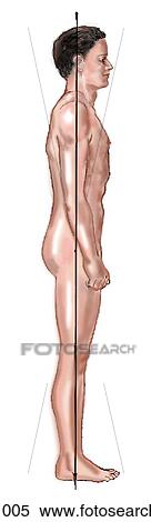 Stock Illustration - Male surface anatomy. Fotosearch