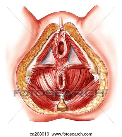 Clipart - Muscles of female perineum. Fotosearch