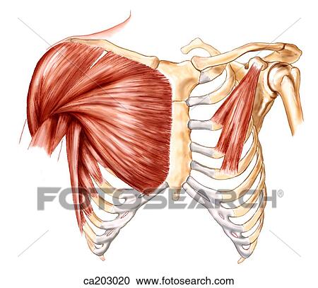 Clipart - Muscles of thorax and shoulder. Fotosearch