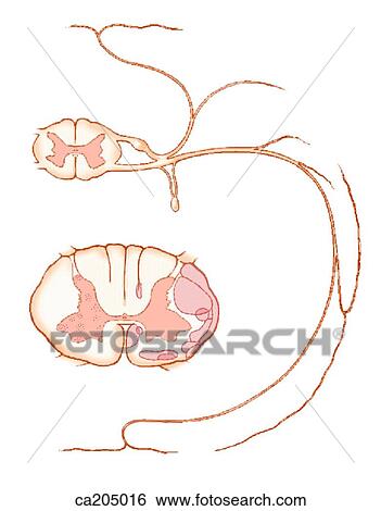 Origin and distribution of typical spinal nerve View Large Illustration Stock Illustration - Origin and distribution of typical spinal nerve. Fotosearch