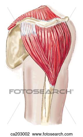 Posterolateral view of shoulder showing deltoid muscle View Large Illustration Drawing - Posterolateral view of shoulder showing deltoid muscle. Fotosearch