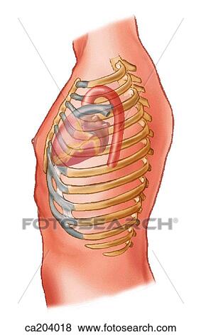 Relation of heart and aortic trunk to wall of thorax View Large Illustration Stock Illustration - Relation of heart and aortic trunk to wall of thorax. Fotosearch
